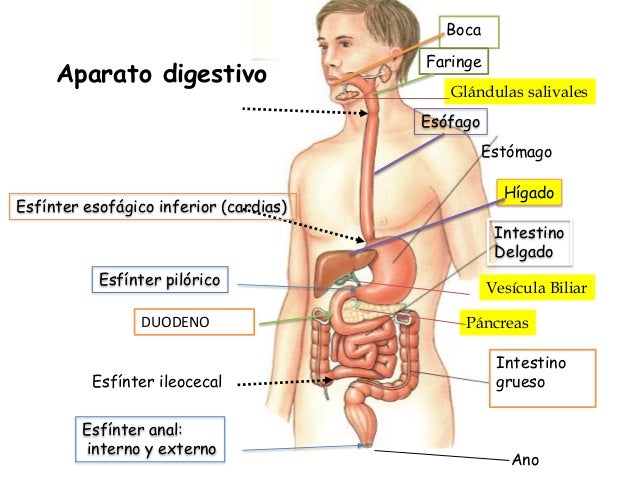 Aparato digestivo.