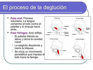 El proceso de la deglución
 Fase oral: Proceso
voluntario. La lengua
comprime el bolo contra el
paladar y lo empuja hacia
atrás.
 Fase faríngea: Acto reflejo.
 El paladar blando se
eleva y cierra la cavidad
nasal.
 La epiglotis desciende y
cierra la tráquea
 Se inicia un movimiento
peristáltico que impulsa el
bolo hacia la faringe.
 