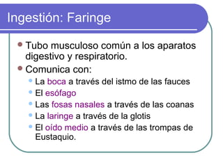 Ingestión: Faringe
Tubo musculoso común a los aparatos
digestivo y respiratorio.
Comunica con:
La boca a través del istmo de las fauces
El esófago
Las fosas nasales a través de las coanas
La laringe a través de la glotis
El oído medio a través de las trompas de
Eustaquio.
 