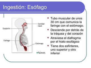 Ingestión: Esófago
 Tubo muscular de unos
30 cm que comunica la
faringe con el estómago.
 Desciende por detrás de
la tráquea y del corazón
 Atraviesa el diafragma
por el hiato esofágico
 Tiene dos esfínteres,
uno superior y otro
inferior
 