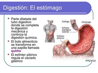 Digestión: El estómago
 Parte dilatada del
tubo digestivo
donde se completa
la digestión
mecánica y
continúa la
digestión química.
 El bolo alimenticio
se transforma en
una papilla llamada
quimo
 El esfinter pilórico
regula el vaciado
gástrico
 