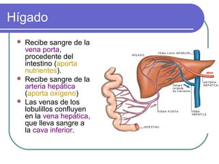 Hígado
 Recibe sangre de la
vena porta,
procedente del
intestino (aporta
nutrientes).
 Recibe sangre de la
arteria hepática
(aporta oxígeno)
 Las venas de los
lobulillos confluyen
en la vena hepática,
que lleva sangre a
la cava inferior.
 