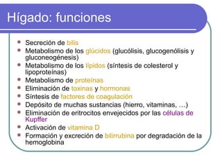 Hígado: funciones
 Secreción de bilis
 Metabolismo de los glúcidos (glucólisis, glucogenólisis y
gluconeogénesis)
 Metabolismo de los lípidos (síntesis de colesterol y
lipoproteínas)
 Metabolismo de proteínas
 Eliminación de toxinas y hormonas
 Síntesis de factores de coagulación
 Depósito de muchas sustancias (hierro, vitaminas, …)
 Eliminación de eritrocitos envejecidos por las células de
Kupffer
 Activación de vitamina D
 Formación y excreción de bilirrubina por degradación de la
hemoglobina
 