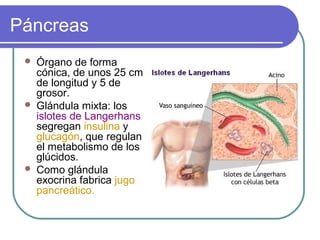 Páncreas
 Órgano de forma
cónica, de unos 25 cm
de longitud y 5 de
grosor.
 Glándula mixta: los
islotes de Langerhans
segregan insulina y
glucagón, que regulan
el metabolismo de los
glúcidos.
 Como glándula
exocrina fabrica jugo
pancreático.
 