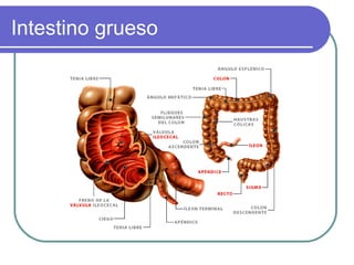 Intestino grueso
 