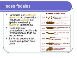 Heces fecales
 Formadas por restos de
alimentos no absorbidos
(celulosa), células del
epitelio intestinal, y
bacterias intestinales
 Presentan olor
característico debido a la
fermentación pútrida de
las proteinas
 Su forma depende del
tiempo que pasan en el
colon
 