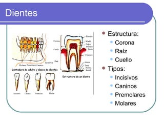 Dientes
 Estructura:
 Corona
 Raíz
 Cuello
 Tipos:
 Incisivos
 Caninos
 Premolares
 Molares
 