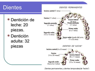 Dientes
Dentición de
leche: 20
piezas.
Dentición
adulta: 32
piezas
 