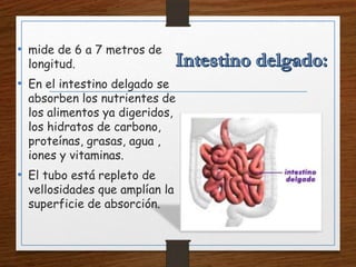 • mide de 6 a 7 metros de
longitud.
• En el intestino delgado se
absorben los nutrientes de
los alimentos ya digeridos,
los hidratos de carbono,
proteínas, grasas, agua ,
iones y vitaminas.
• El tubo está repleto de
vellosidades que amplían la
superficie de absorción.
 