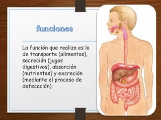 La función que realiza es la
de transporte (alimentos),
secreción (jugos
digestivos), absorción
(nutrientes) y excreción
(mediante el proceso de
defecación).
 