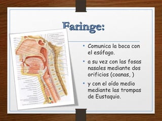 • Comunica la boca con
el esófago.
• a su vez con las fosas
nasales mediante dos
orificios (coanas, )
• y con el oído medio
mediante las trompas
de Eustaquio.
 