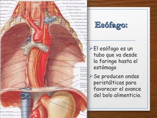 El esófago es un
tubo que va desde
la faringe hasta el
estómago
Se producen ondas
peristálticas para
favorecer el avance
del bolo alimenticio.
 