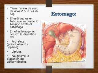 • Tiene forma de saco
de unos 2.5 litros de
cap.
• El esófago es un
tubo que va desde la
faringe hasta el
estómago
• En el estómago se
realiza la digestión
de:
• Proteínas
(principalmente
pepsina).
• Lípidos.
• No ocurre la
digestión de
carbohidratos.
 