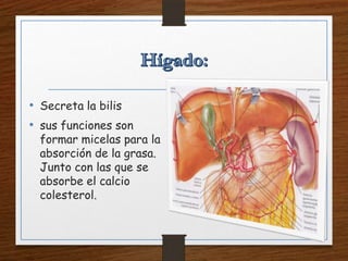 • Secreta la bilis
• sus funciones son
formar micelas para la
absorción de la grasa.
Junto con las que se
absorbe el calcio
colesterol.
 