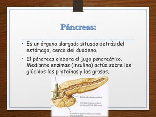 • Es un órgano alargado situado detrás del
estómago, cerca del duodeno.
• El páncreas elabora el jugo pancreático.
Mediante enzimas (insulina) actúa sobre los
glúcidos las proteínas y las grasas.
 