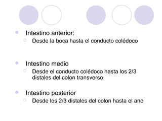 

Intestino anterior:




Intestino medio




Desde la boca hasta el conducto colédoco

Desde el conducto colédoco hasta los 2/3
distales del colon transverso

Intestino posterior


Desde los 2/3 distales del colon hasta el ano

 