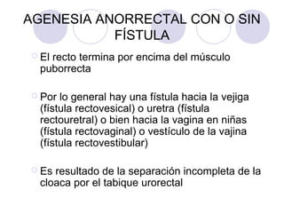 AGENESIA ANORRECTAL CON O SIN
FÍSTULA
 El

recto termina por encima del músculo
puborrecta

 Por

lo general hay una fístula hacia la vejiga
(fístula rectovesical) o uretra (fístula
rectouretral) o bien hacia la vagina en niñas
(fístula rectovaginal) o vestículo de la vajina
(fístula rectovestibular)

 Es

resultado de la separación incompleta de la
cloaca por el tabique urorectal

 