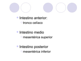  Intestino
 tronco

anterior:

celíaco

 Intestino

medio

 mesentérica

 Intestino

superior

posterior

 mesentérica

inferior

 