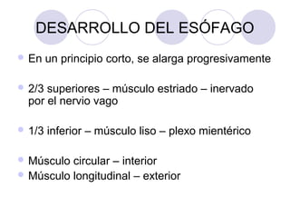 DESARROLLO DEL ESÓFAGO
 En

un principio corto, se alarga progresivamente

 2/3

superiores – músculo estriado – inervado
por el nervio vago

 1/3

inferior – músculo liso – plexo mientérico

 Músculo

circular – interior
 Músculo longitudinal – exterior

 