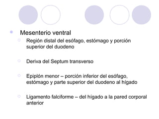 

Mesenterio ventral


Región distal del esófago, estómago y porción
superior del duodeno



Deriva del Septum transverso



Epiplón menor – porción inferior del esófago,
estómago y parte superior del duodeno al hígado



Ligamento falciforme – del hígado a la pared corporal
anterior

 