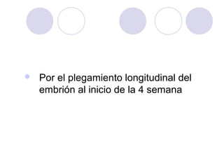 

Por el plegamiento longitudinal del
embrión al inicio de la 4 semana

 