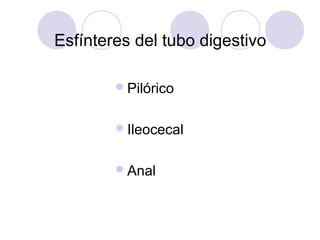 Esfínteres del tubo digestivo
 Pilórico
 Ileocecal
 Anal

 
