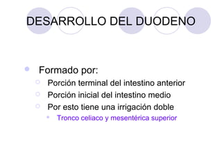 DESARROLLO DEL DUODENO



Formado por:




Porción terminal del intestino anterior
Porción inicial del intestino medio
Por esto tiene una irrigación doble


Tronco celiaco y mesentérica superior

 
