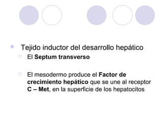 

Tejido inductor del desarrollo hepático


El Septum transverso



El mesodermo produce el Factor de
crecimiento hepático que se une al receptor
C – Met, en la superficie de los hepatocitos

 