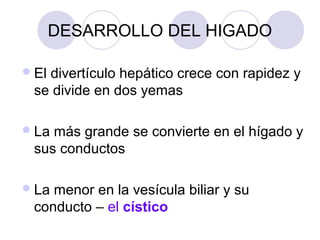 DESARROLLO DEL HIGADO
 El

divertículo hepático crece con rapidez y
se divide en dos yemas

 La

más grande se convierte en el hígado y
sus conductos

 La

menor en la vesícula biliar y su
conducto – el cístico

 