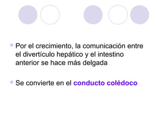  Por

el crecimiento, la comunicación entre
el divertículo hepático y el intestino
anterior se hace más delgada

 Se

convierte en el conducto colédoco

 