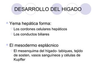 DESARROLLO DEL HIGADO
 Yema

hepática forma:

 Los

cordones celulares hepáticos
 Los conductos biliares
 El

mesodermo esplácnico

 El

mesenquima del hígado- tabiques, tejido
de sosten, vasos sanguíneos y células de
Kupffer

 