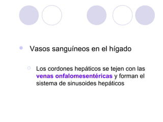 

Vasos sanguíneos en el hígado


Los cordones hepáticos se tejen con las
venas onfalomesentéricas y forman el
sistema de sinusoides hepáticos

 