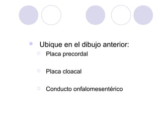 

Ubique en el dibujo anterior:


Placa precordal



Placa cloacal



Conducto onfalomesentérico

 