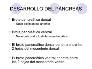DESARROLLO DEL PÁNCREAS
 Brote


Nace del intestino anterior

 Brote


pancreático dorsal
pancreático ventral

Nace del conducto de la yema hepática

 El

brote pancreático dorsal penetra entre las
2 hojas del mesenterio dorsal

 El

brote pancreático ventral penetra entre
las 2 hojas del mesenterio ventral

 