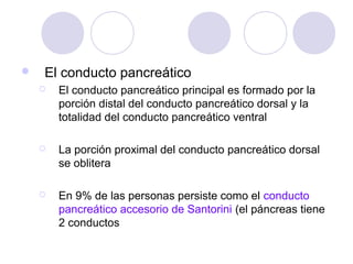 

El conducto pancreático


El conducto pancreático principal es formado por la
porción distal del conducto pancreático dorsal y la
totalidad del conducto pancreático ventral



La porción proximal del conducto pancreático dorsal
se oblitera



En 9% de las personas persiste como el conducto
pancreático accesorio de Santorini (el páncreas tiene
2 conductos

 
