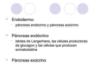 

Endodermo:




Páncreas endócrino




páncreas endócrino y páncreas exócrino

Islotes de Langerhans, las células productoras
de glucagon y las células que producen
somatostatina

Páncreas exócrino

 