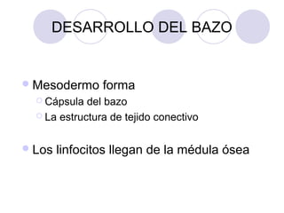DESARROLLO DEL BAZO

 Mesodermo

forma

 Cápsula

del bazo
 La estructura de tejido conectivo
 Los

linfocitos llegan de la médula ósea

 