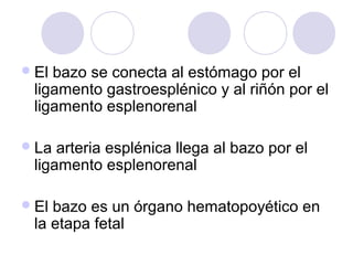  El

bazo se conecta al estómago por el
ligamento gastroesplénico y al riñón por el
ligamento esplenorenal

 La

arteria esplénica llega al bazo por el
ligamento esplenorenal

 El

bazo es un órgano hematopoyético en
la etapa fetal

 