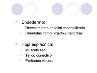 

Endodermo:





Revestimiento epitelial especializado
Glándulas como hígado y páncreas

Hoja esplácnica:




Músculo liso
Tejido conectivo
Peritoneo visceral

 