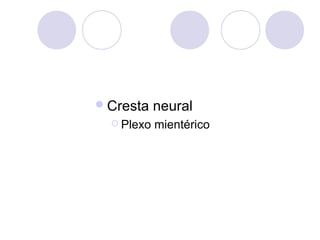  Cresta
 Plexo

neural
mientérico

 