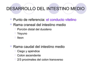 DESARROLLO DEL INTESTINO MEDIO
 Punto

de referencia: el conducto vitelino
 Rama craneal del intestino medio




Porción distal del duodeno
Yeyuno
Ileon

 Rama




caudal del intestino medio

Ciego y apéndice
Colon ascendente
2/3 proximales del colon transverso

 