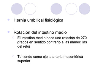 

Hernia umbilical fisiológica



Rotación del intestino medio


El intestino medio hace una rotación de 270
grados en sentido contrario a las manecillas
del reloj



Teniendo como eje la arteria mesentérica
superior

 
