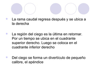 

La rama caudal regresa después y se ubica a
la derecha



La región del ciego es la última en retornar.
Por un tiempo se ubica en el cuadrante
superior derecho. Luego se coloca en el
cuadrante inferior derecho



Del ciego se forma un divertículo de pequeño
calibre, el apéndice

 