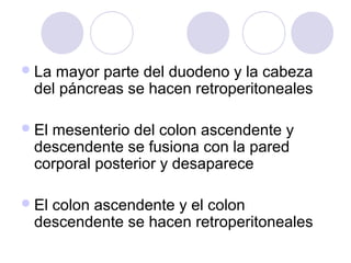  La

mayor parte del duodeno y la cabeza
del páncreas se hacen retroperitoneales

 El

mesenterio del colon ascendente y
descendente se fusiona con la pared
corporal posterior y desaparece

 El

colon ascendente y el colon
descendente se hacen retroperitoneales

 