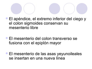  El

apéndice, el extremo inferior del ciego y
el colon sigmoides conservan su
mesenterio libre

 El

mesenterio del colon transverso se
fusiona con el epiplón mayor

 El

mesenterio de las asas yeyunoileales
se insertan en una nueva línea

 