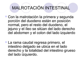 MALROTACIÓN INTESTINAL
 Con

la malrotación la primera y segunda
porción del duodeno están en posición
normal, pero el resto del duodeno, el
jejuno y el íleo se sitúan del lado derecho
del abdomen y el colon del lado izquierdo

 La

rama caudal regresa primero, el
intestino delgado se ubica en el lado
derecho y la totalidad del intestino grueso
del lado izquierdo.

 