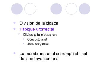 División de la cloaca
 Tabique urorrectal




Divide a la cloaca en:





Conducto anal
Seno urogenital

La membrana anal se rompe al final
de la octava semana

 