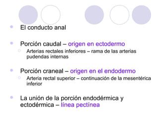 

El conducto anal



Porción caudal – origen en ectodermo




Porción craneal – origen en el endodermo




Arterias rectales inferiores – rama de las arterias
pudendas internas

Arteria rectal superior – continuación de la mesentérica
inferior

La unión de la porción endodérmica y
ectodérmica – línea pectínea

 