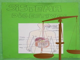 Aparato digestivo