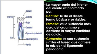 • La mayor parte del interior
del diente esta formado
por:
• Dentina: le da al diente
forma básica y su rigidez.
• Esmalte: es la sustancia mas
dura del organismo y
contiene la mayor cantidad
de calcio.
• Cemento: es una sustancia
similar al hueso que adhiere
la raíz con el ligamento
periodontal.

 